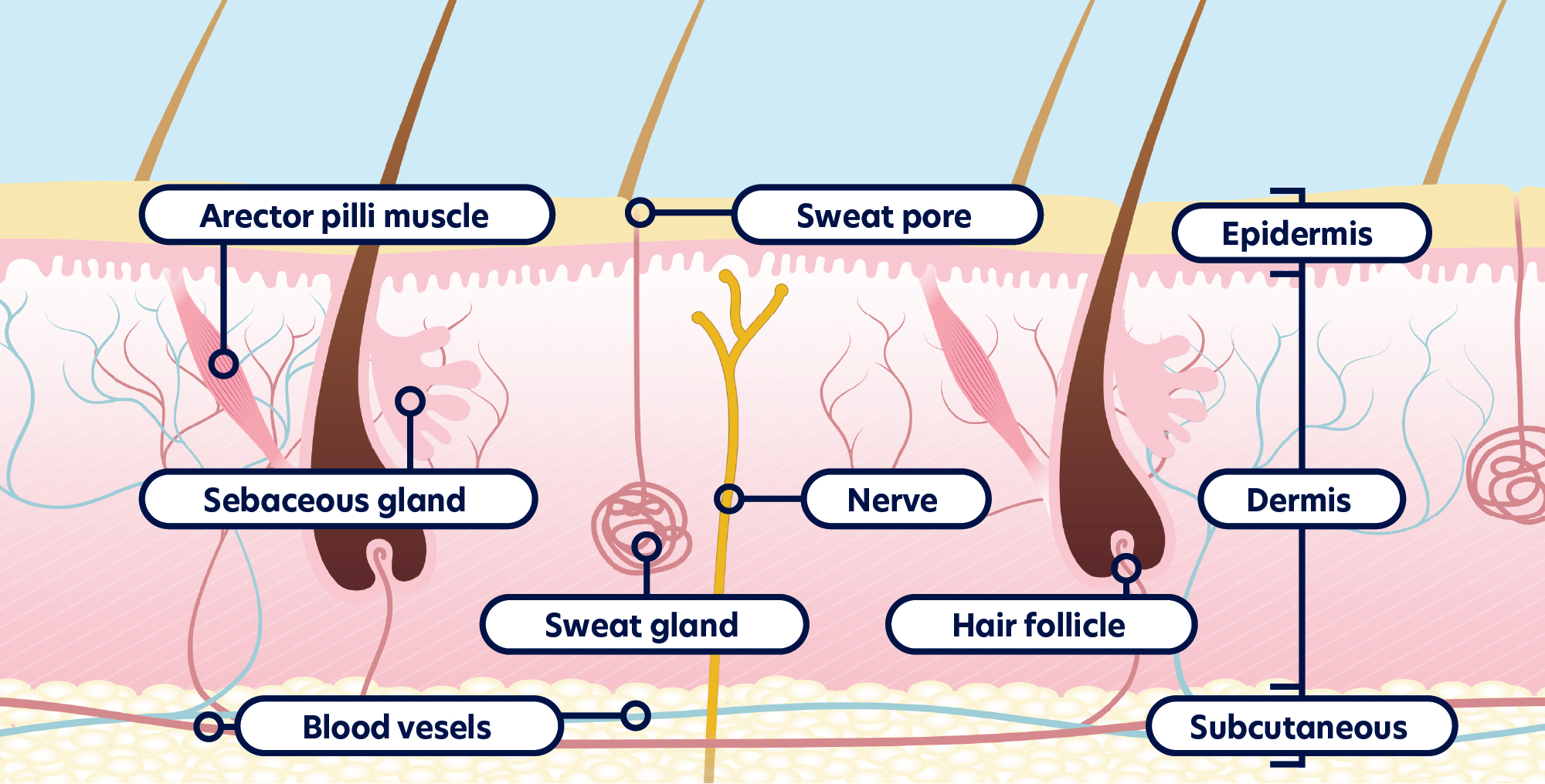 Layers Of The Skin ActivHeal® Academy